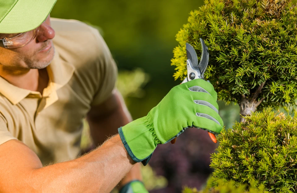 Jardin paysager avec pelouse tondue en courbes naturelles, bordures de vivaces fleuries jaunes et roses, massifs d'hostas et fougères